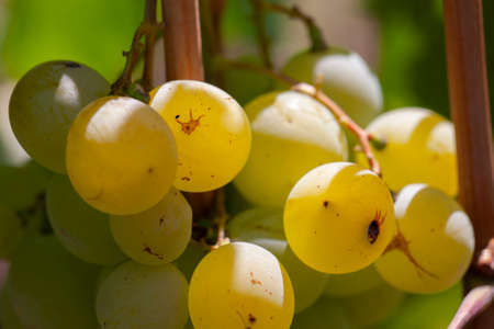 White grapes hanging in vineyard with sunbeam shining through. Soft focus. Limited depth of field.の写真素材