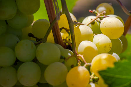 White grapes hanging in vineyard with sunbeam shining through. Soft focus. Limited depth of field.の写真素材