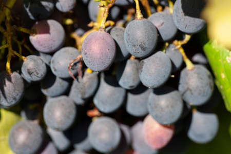 Close-up, berries of dark bunch of grape in low light isolated on black background, water drops. Limited depth of field.の写真素材