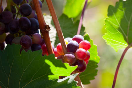 Blue Wine grapes on vine. Dark skinned grapevine, close up, banner. Limited depth of field.の写真素材
