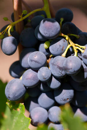 Close-up, berries of dark bunch of grape in low light isolated on black background, water drops. Limited depth of field.の写真素材