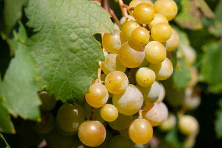 Close-up of bunches of ripe wine grapes on vine. Limited depth of field.の写真素材