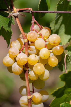 Close-up of bunches of ripe wine grapes on vine. Limited depth of field.の写真素材