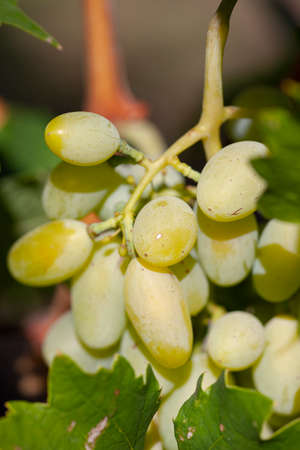 Close-up of bunches of ripe wine grapes on vine. Limited depth of field.の写真素材