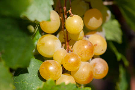 Close-up of bunches of ripe wine grapes on vine. Limited depth of field.の写真素材