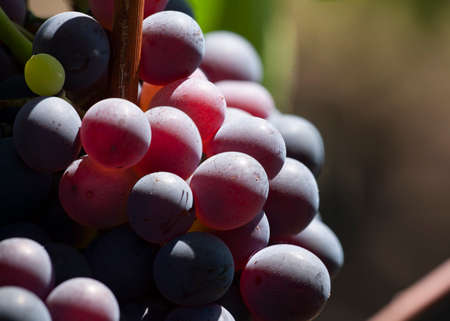 Close-up of bunches of ripe red wine grapes on vine, selective focus. Limited depth of field.の写真素材