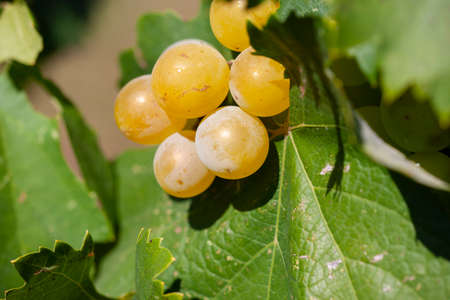 Close-up of bunches of ripe wine grapes on vine. Limited depth of field.の写真素材