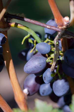 Blue Wine grapes on vine. Dark skinned grapevine, close up, banner. Limited depth of field.の写真素材