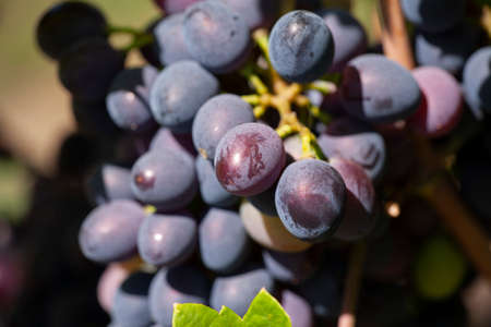 Close-up of bunches of ripe red wine grapes on vine, selective focus. Limited depth of field.の写真素材