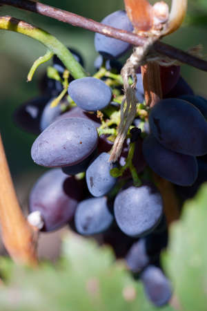 Blue Wine grapes on vine. Dark skinned grapevine, close up, banner. Limited depth of field.の写真素材