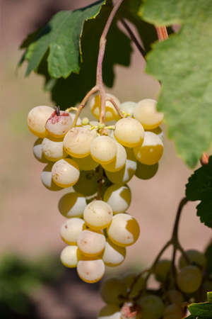 Close-up of bunches of ripe wine grapes on vine. Limited depth of field.の写真素材