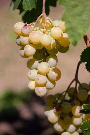 Close-up of bunches of ripe wine grapes on vine. Limited depth of field.の写真素材