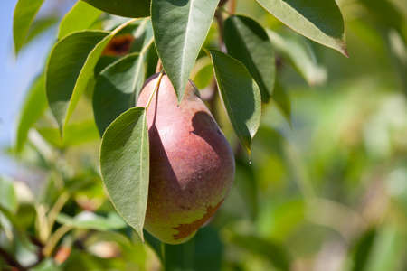 Organic Pears. Juicy flavorful pears of nature background. Pear on a branch. A pear on a tree Selective focus on pears.の写真素材