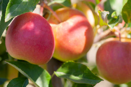 Many apples on the trees mature, close-up. Limited depth of field.の写真素材
