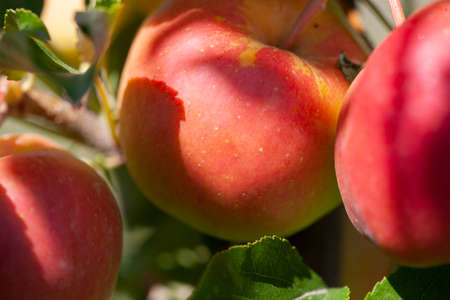 Many apples on the trees mature, close-up. Limited depth of field.の写真素材