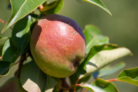 Organic Pears. Juicy flavorful pears of nature background. Pear on a branch. A pear on a tree Selective focus on pears.の写真素材