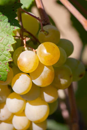 Yellow green grape in vineyard. Grape leaves seen in the background. Grape bunch on tree in the garden. A bunch of Ripeness grapes. Limited depth of field.の写真素材