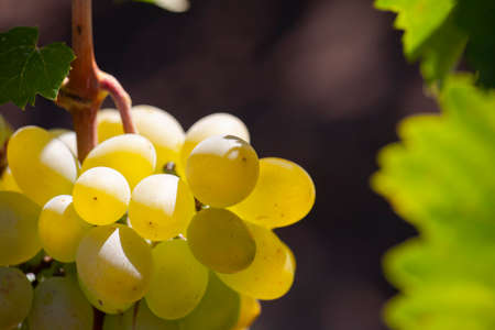 Yellow green grape in vineyard. Grape leaves seen in the background. Grape bunch on tree in the garden. A bunch of Ripeness grapes. Limited depth of field.の写真素材