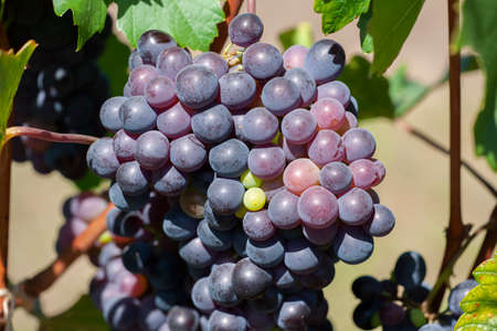 Close-up of bunches of ripe red wine grapes on vine, selective focus. Limited depth of field.の写真素材