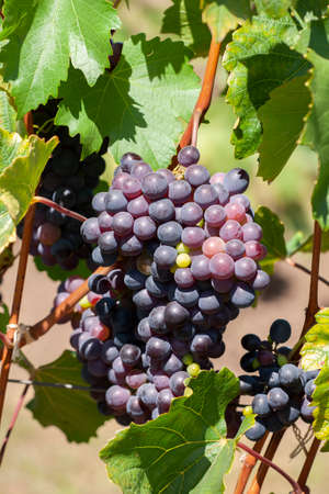 Close-up of bunches of ripe red wine grapes on vine, selective focus. Limited depth of field.の写真素材