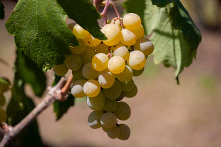 Yellow green grape in vineyard. Grape leaves seen in the background. Grape bunch on tree in the garden. A bunch of Ripeness grapes. Limited depth of field.の写真素材