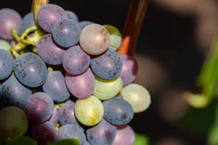 Close-up, berries of dark bunch of grape in low light isolated on black background, water drops. Limited depth of field.の写真素材