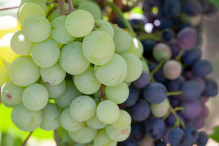 Yellow green grape in vineyard. Grape leaves seen in the background. Grape bunch on tree in the garden. A bunch of Ripeness grapes. Limited depth of field.の写真素材