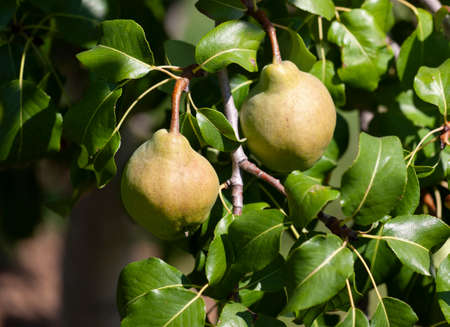 Organic Pears. Juicy flavorful pears of nature background. Pear on a branch. A pear on a tree Selective focus on pears.の写真素材