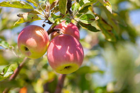 Many apples on the trees mature, close-up. Limited depth of field.の写真素材
