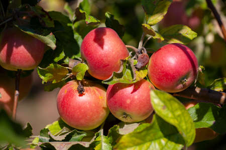 Many apples on the trees mature, close-up. Limited depth of field.