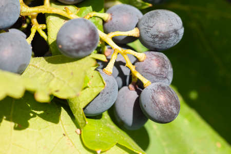Close-up, berries of dark bunch of grape in low light isolated on black background, water drops. Limited depth of field.の写真素材
