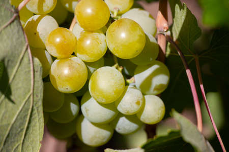 Yellow green grape in vineyard. Grape leaves seen in the background. Grape bunch on tree in the garden. A bunch of Ripeness grapes. Limited depth of field.の写真素材