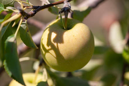 Yellow apples on orchard farm closeup on tree branch. Limited depth of field.の写真素材