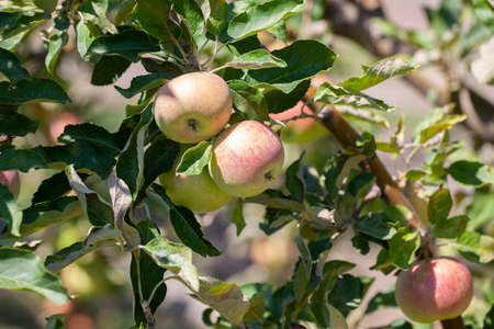 Many apples on the trees mature, close-up. Limited depth of field.の写真素材