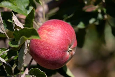Many apples on the trees mature, close-up. Limited depth of field.の写真素材