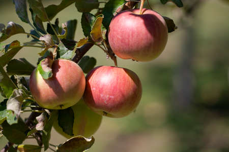 Many apples on the trees mature, close-up. Limited depth of field.の写真素材