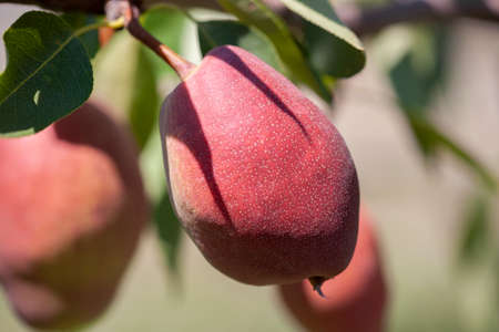 Organic Pears. Juicy flavorful pears of nature background. Pear on a branch. A pear on a tree Selective focus on pears.の写真素材