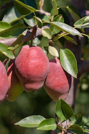 Organic Pears. Juicy flavorful pears of nature background. Pear on a branch. A pear on a tree Selective focus on pears.の写真素材