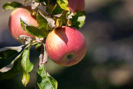 Many apples on the trees mature, close-up. Limited depth of field.の写真素材