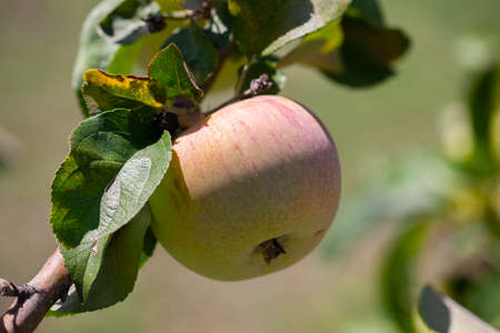Many apples on the trees mature, close-up. Limited depth of field.の写真素材