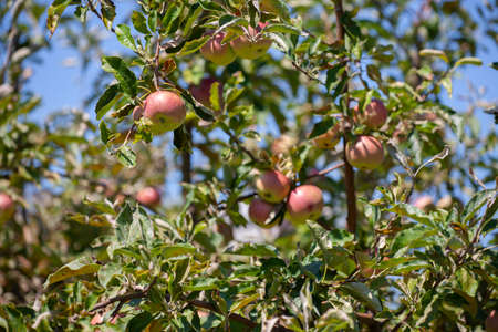 Many apples on the trees mature, close-up. Limited depth of field.の写真素材