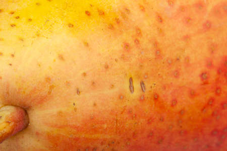 Pear skin surface texture pattern close up detail macro. Abstract background. Close-up.の写真素材