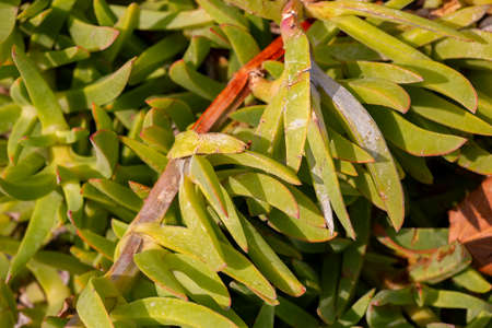 The close-up of the pebbles in the garden, which has fallen dry leaves. Limited depth of field.の写真素材