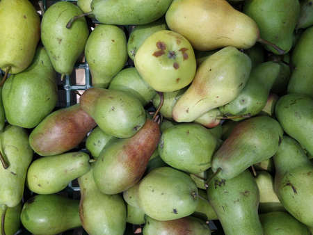 Pear texture: many pears collected in bunkers during harvest at the production stage. Close-upの写真素材