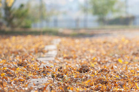 Wooden table with orange leaves autumn background. Autumn leaves on the branches.の写真素材