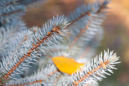 Autumn spruce branches with yellow fallen leaves. Shallow depth of field.の写真素材