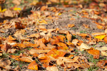 Fallen autumn leaves on grass in sunny morning light, toned photo. Shallow depth of field.の写真素材