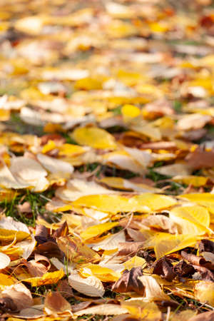 Fallen autumn leaves on grass in sunny morning light, toned photo. Shallow depth of field.の写真素材