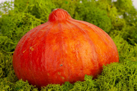 Happy Thanksgiving Background. Close up of a little decorative pumpkin. Autumn Harvest and Holiday minimal still life. There is a place for text.の写真素材