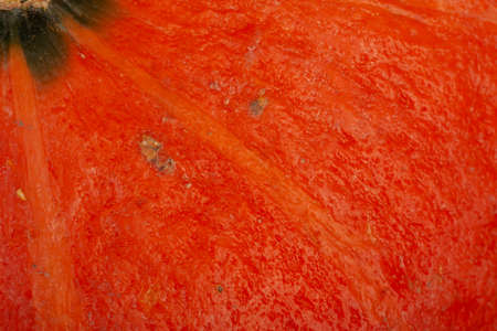 Happy Thanksgiving Background. Close up of a little decorative pumpkin. Autumn Harvest and Holiday minimal still life. There is a place for text.の写真素材